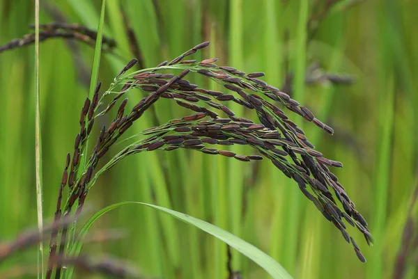 Sementes de arroz — Fotografia de Stock