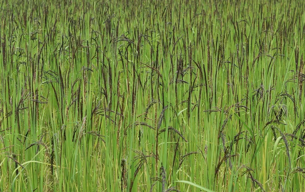 Sementes de arroz — Fotografia de Stock