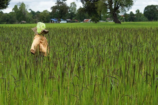 Rijst berry zaden — Stockfoto