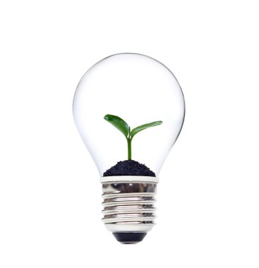 ampul ile yeşil bir bitki