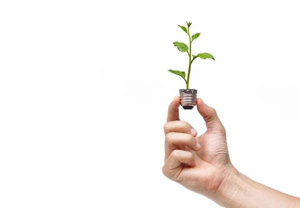 Mano che tiene una lampadina con una pianta verde — Foto Stock