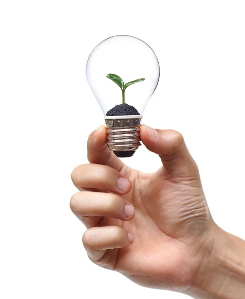 Mão segurando uma lâmpada com uma planta verde — Fotografia de Stock