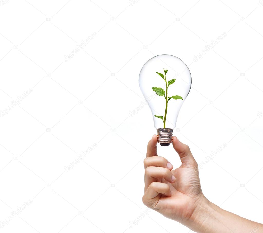 hand holding a light bulb with a green plant