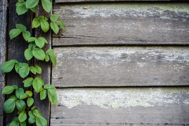 eski ahşap tahta duvar