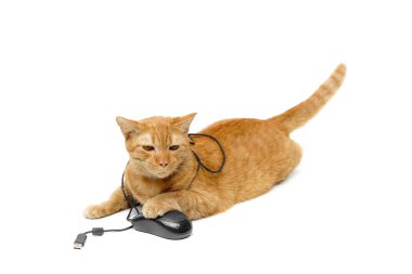 bir bilgisayar fare ile oynayan kedi