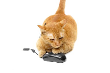 bir bilgisayar fare ile oynayan kedi