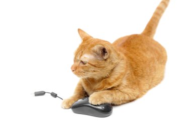 bir bilgisayar fare ile oynayan kedi