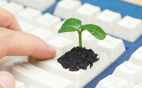 Botón con un árbol creciendo en un teclado de computadora — Foto de Stock