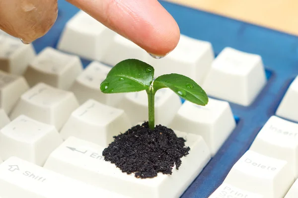 Bir ağaç bir bilgisayar klavye üzerinde gelişen düğmesi — Stok fotoğraf