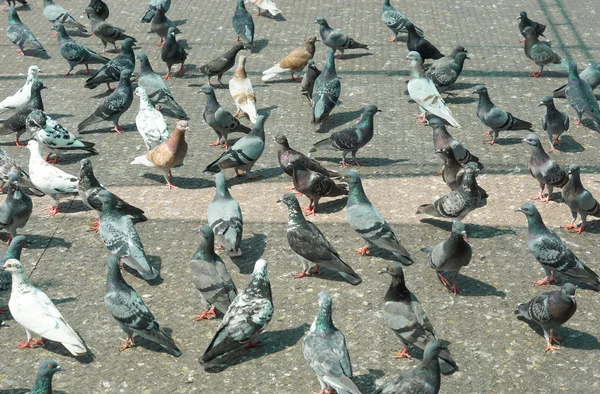 Pombos no chão causando — Fotografia de Stock