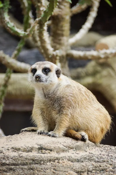 En Meerkat på nära håll — Stockfoto