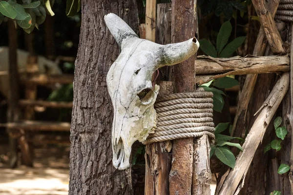 Buffalo skull tied on a tree — Stock Photo, Image