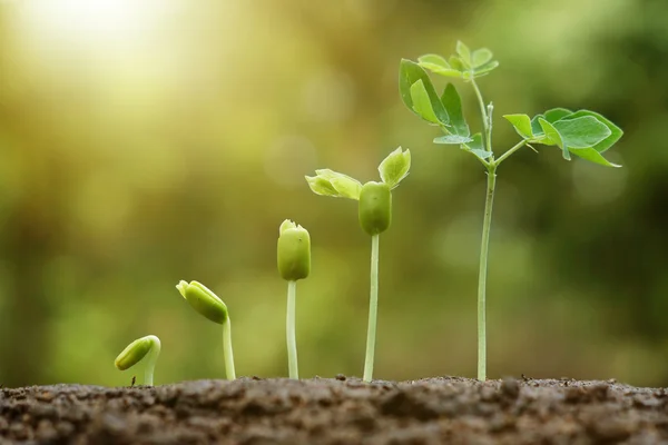 Jonge baby planten — Stockfoto