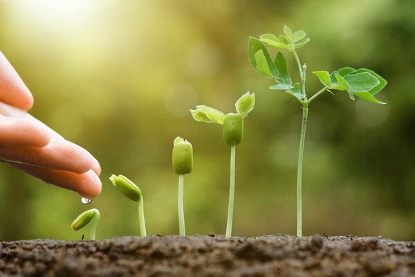 hand watering young baby plants