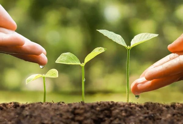 Mani annaffiamento giovani piante del bambino — Foto Stock