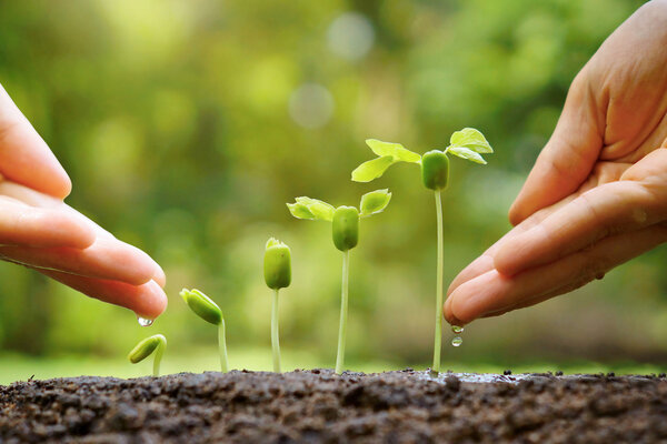 hands watering young baby plants