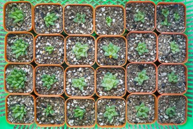 kaktüs tencere arka planda