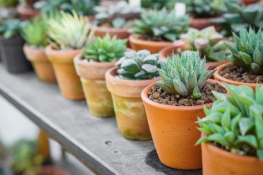 kaktüs tencere arka planda