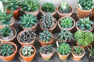 kaktüs tencere arka planda