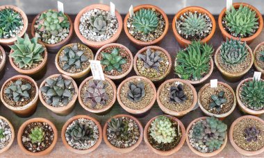 kaktüs tencere arka planda