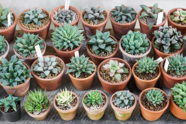 kaktüs tencere arka planda