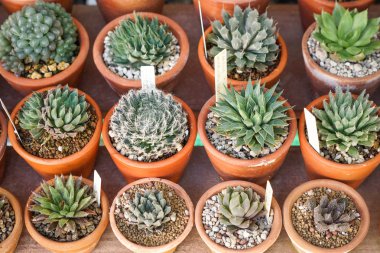 kaktüs tencere arka planda