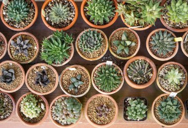 kaktüs tencere arka planda