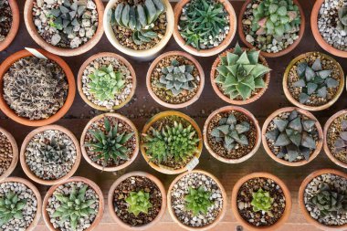 kaktüs tencere arka planda