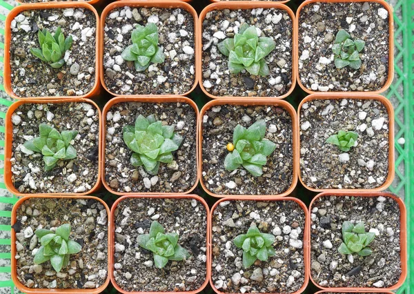 Cactus in the pots background — Stock Photo, Image