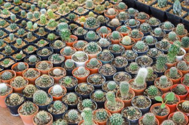 kaktüs tencere arka planda