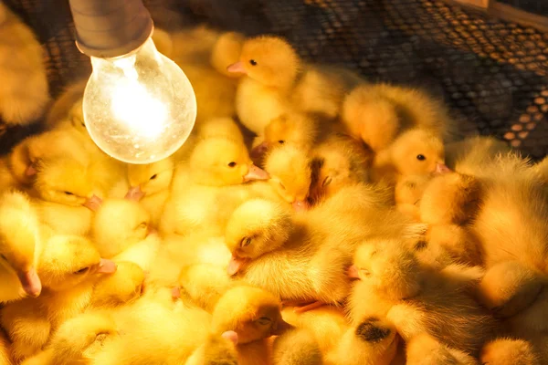 Criar galinhas jovens em um galinheiro — Fotografia de Stock