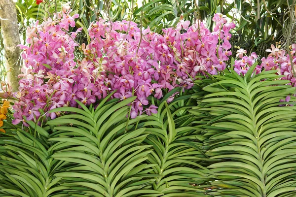 Aranda-Orchidee Nahaufnahme — Stockfoto