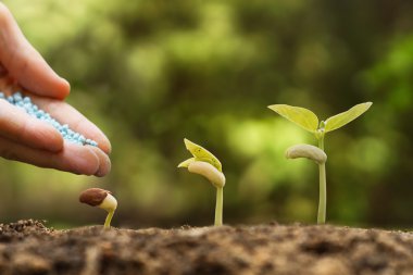 genç bebek bitkilerin sulama el