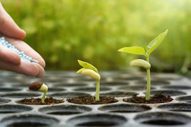 genç bebek bitkilerin sulama el