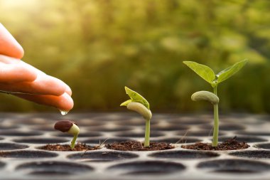 hand watering young baby plants clipart