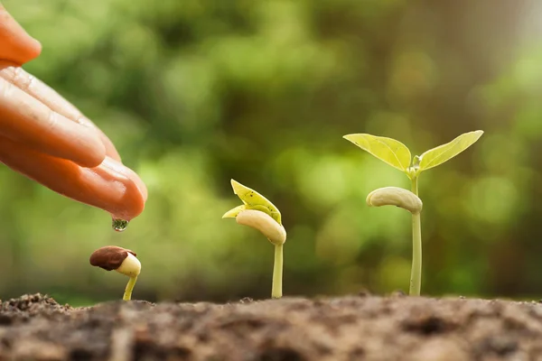 Hand jonge baby planten water geven — Stockfoto