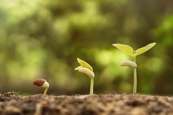 Arbres poussant sur un sol fertile — Photo