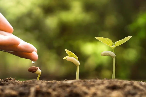 어린 아기 식물을 급수 하는 손 — 스톡 사진