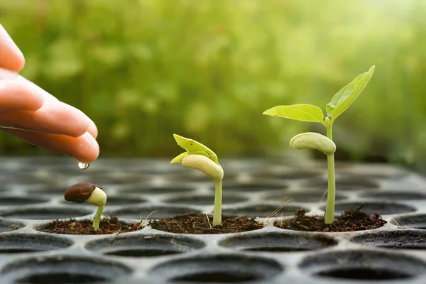 Mano regar las plantas del bebé joven — Foto de Stock