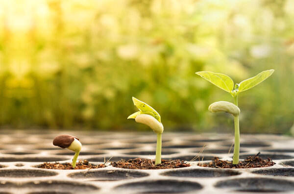 trees growing on fertile soil