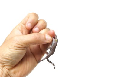 el genç gecko tarafından ısırıldı