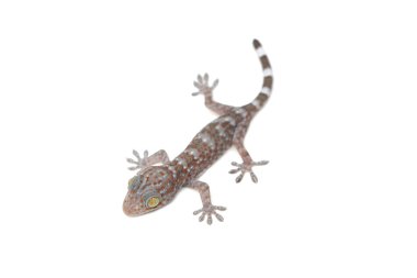 küçük bebek gecko