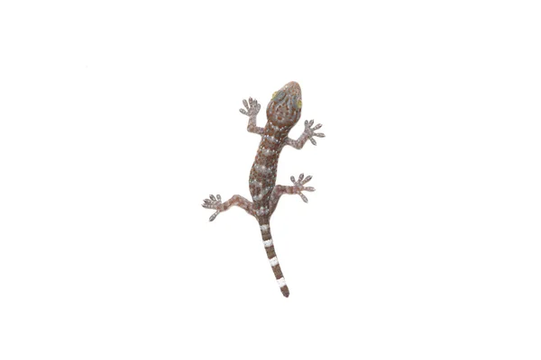 Małe dziecko gecko — Zdjęcie stockowe