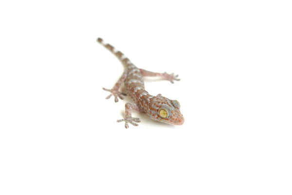 Małe dziecko gecko — Zdjęcie stockowe