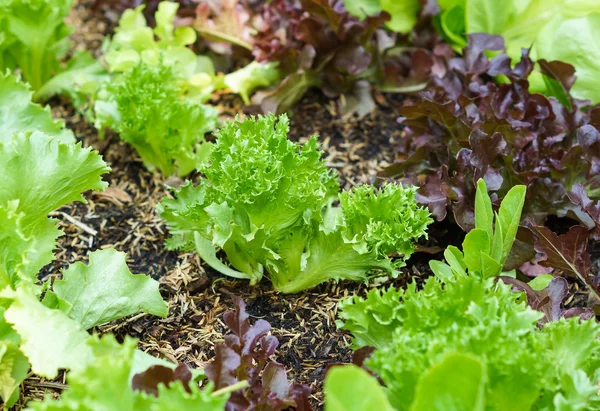 Ряды свежих салатных растений — стоковое фото