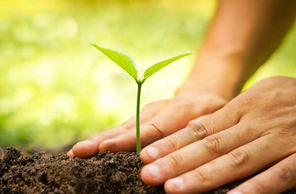 hand watering young baby plant
