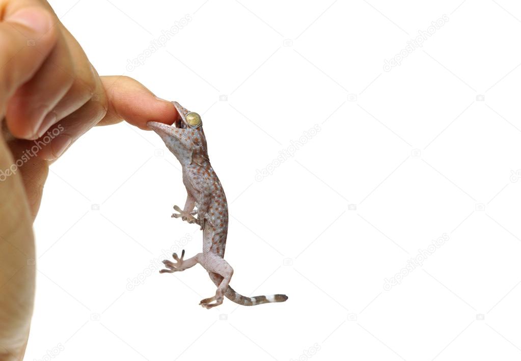 hand bitten by young gecko