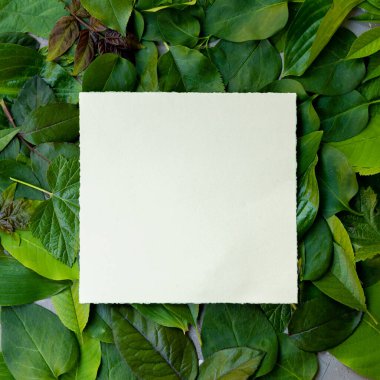 Kağıt davetiye kağıdını kapat. Düz yeşil yapraklar içinde yatıyordu. Kare kare. Doğa konsepti. Yaz ortası geçmişi. Yaratıcı kavram.