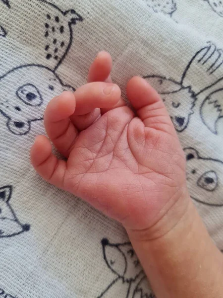 Bonita mano recién nacida, de cerca. Pequeña mano de niña. Dedos pequeños. Entreguen al bebé — Foto de Stock