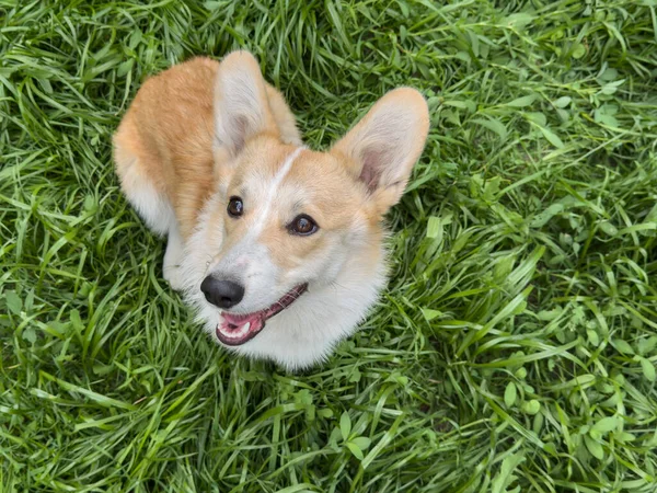 Açık havada yeşil çimlerin üzerinde oturan şirin bir Corgi köpeği ve yanında da fotokopi alanı. Güneşli bir gün, evcil hayvan ya da açık hava temalı tasarım için doğal arka plan